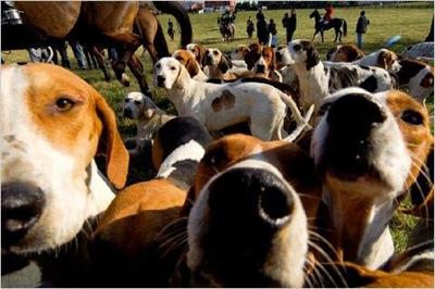 Canine Flu Outbreak Sickens Hundreds of Dogs in Midwest