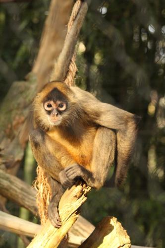 Salisbury Zoo Mourns Loss of Spider Monkey Dweasal