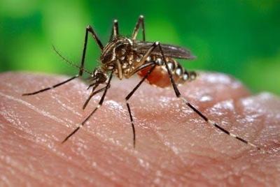 Mosquito Season