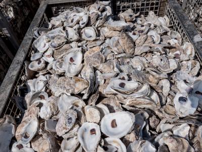 Oyster Restoration