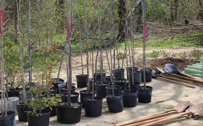 DE tree planting.jpg
