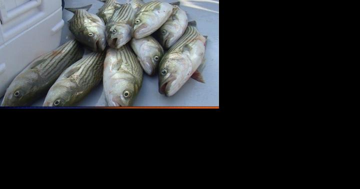 DNR Proposes Emergency Regulations to Protect Maryland's Striped Bass | Latest News - Vimarsana News