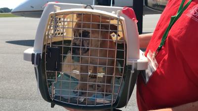62 Dogs and Puppies Flown from Mississippi to Georgetown Seeking Forever Homes