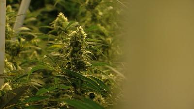 Marijuana