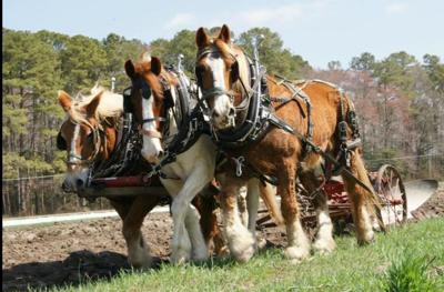 1913936_1232584870102495_7277520334401003410_n