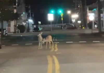 Ocean City Deer