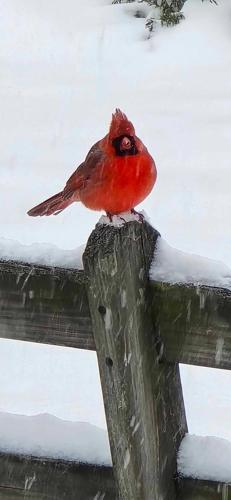 1Michele Morrissey Bentley Cordova.jpg