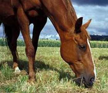 Despite Mysterious Horse Deaths, Summer Camp Continues