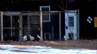 Chickens