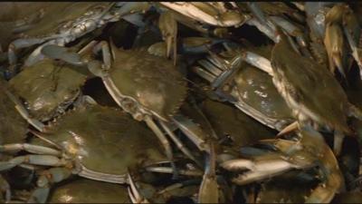 Some Skeptical for Future Crab Seasons Despite Positive Growth in Survey