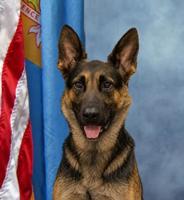 Laurel Police K9 'Blitz' to receive body armor donation