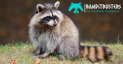 New Humane Wildlife Exclusion Standards Set for North Texas