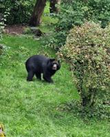 Adean Bear Raymi Settles into New Home in Switzerland