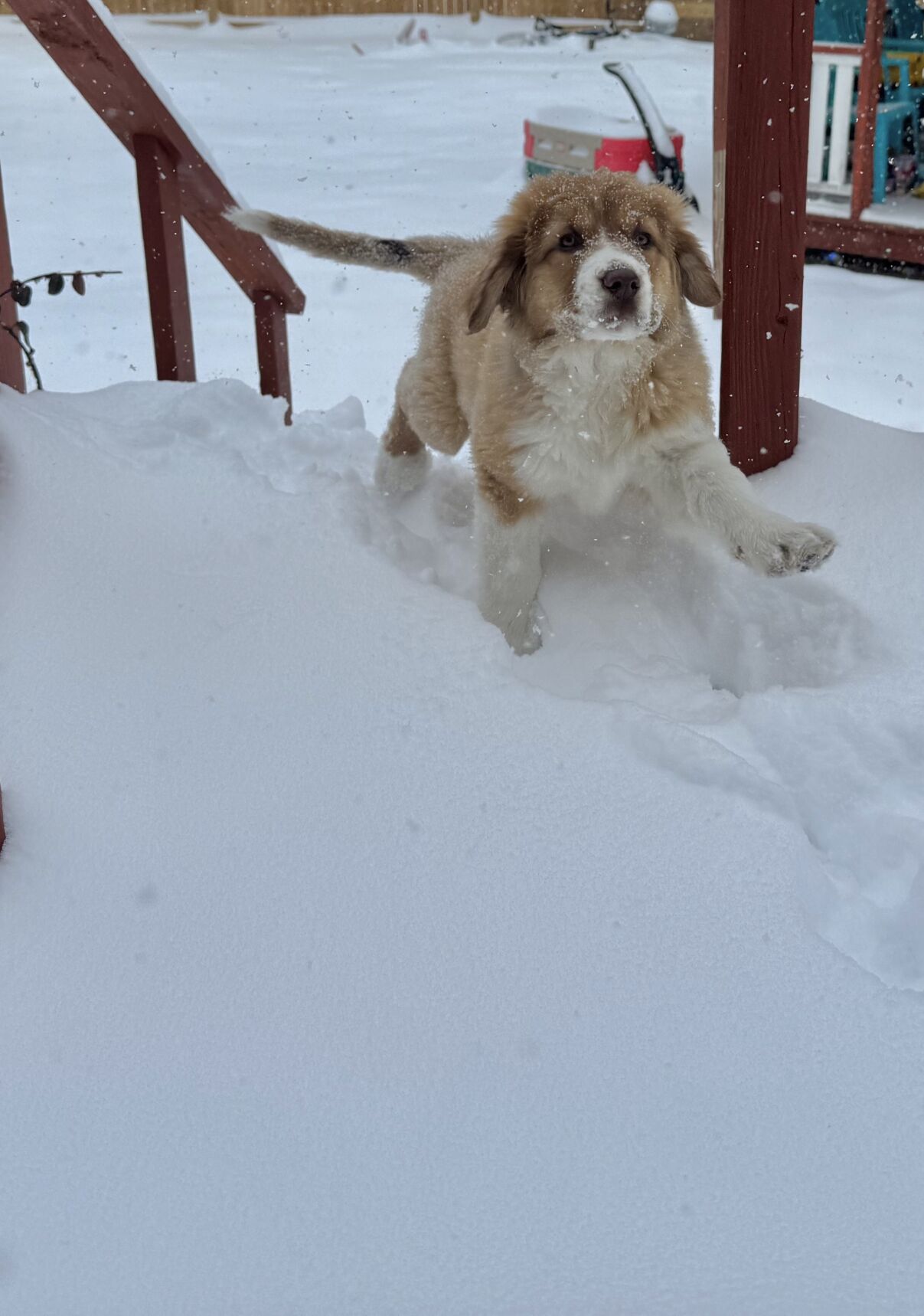 Amanda Lynn Furniss - Laurel DE.jpg