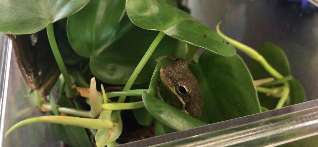 Delmarva Native Leads Innovative Conservation Project in the Philippines