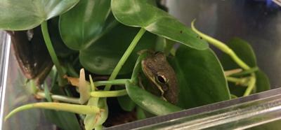 Delmarva Native Leads Innovative Conservation Project in the Philippines