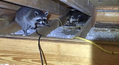 Wildlife Removal Services Now Cover 11 Mid-Michigan Communities