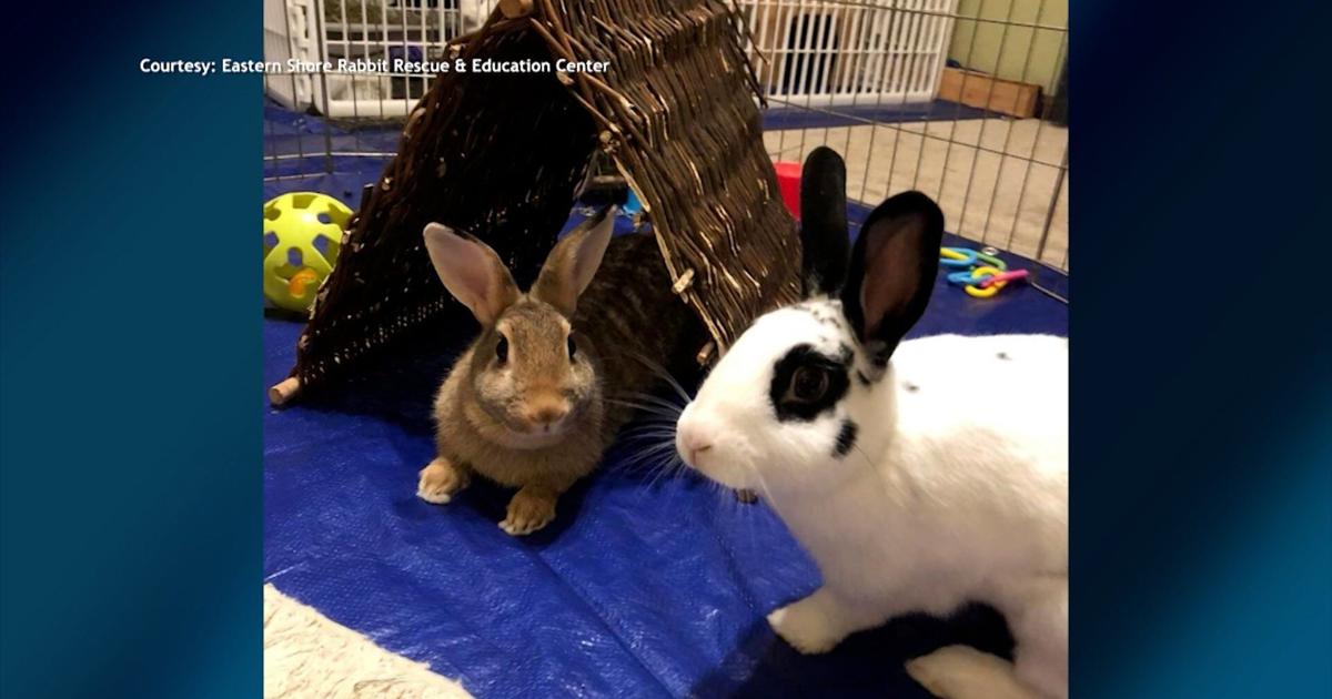 We Learn How Eastern Shore Rabbit Rescue & Education Center Give ...