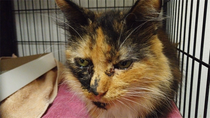182 Cats, 1 Dog Seized From Kent County Home Following Animal Cruelty Investigation