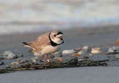 Rare Species of Bird Had Successful Season in Del.