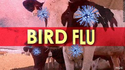 Cow Bird Flu