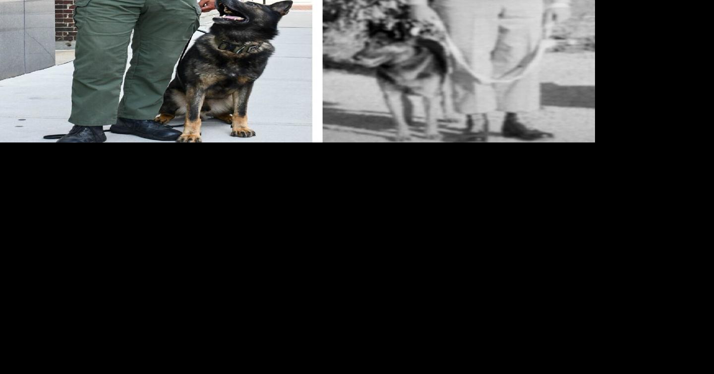 New Addition to the Salisbury Police Department K9 Unit | Latest News ...