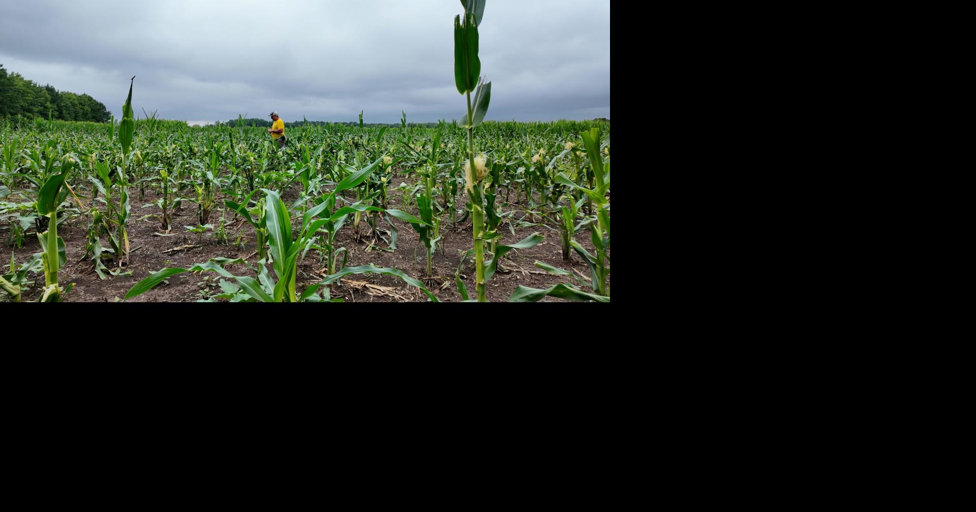 An Invasive Species Is Invading Farmland In Dorchester County | Latest ...