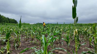 Damaged Crops