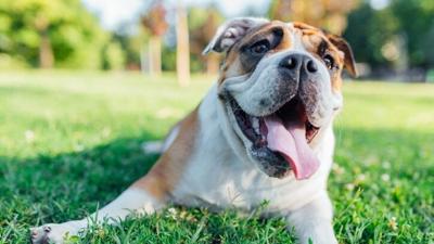 Dog picture