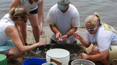 Maryland Striped Bass Spawning Healthy