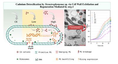 Self-renewing bacteria offer new hope for heavy metal cleanup