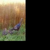 Maryland Spring Turkey Season Set to Open - Vimarsana News