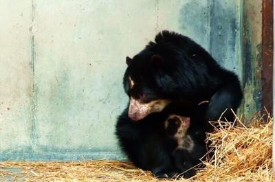 bear for city   YouTube