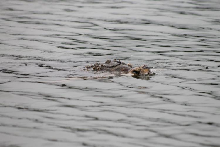 OC Turtle Rescue 1.jpg