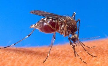 Sussex County Man Contracts Mosquito Illness Chikungunya