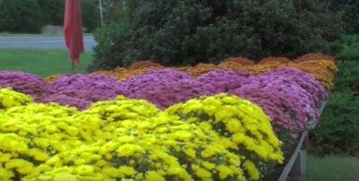 paid-content-by-bennett-farms-mums-and-pumpkins-youtube