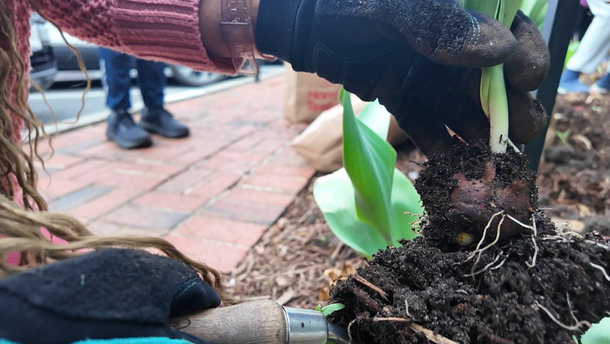 2026 Lewes Tulip Dig