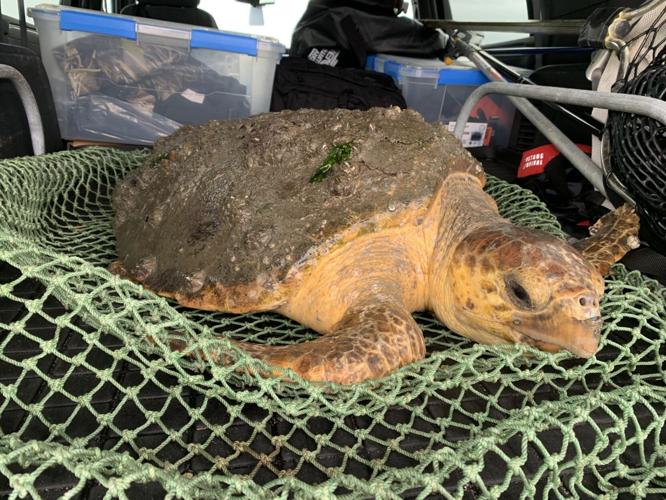 OC Turtle Rescue.jpg