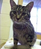 Pet Connect   Friday  January 23  2015   YouTube4