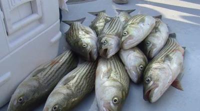 Coalition Tackles Md. Striped Bass Regulations
