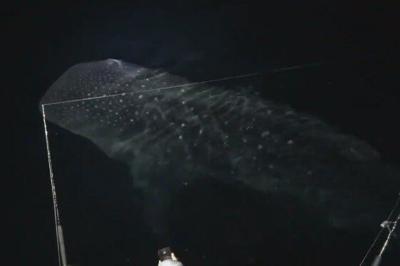 Encounters With Whale Sharks off OC Coast Caught on Camera