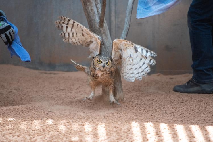 Utah Owl Recovery
