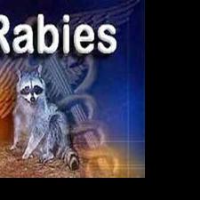 18 Confirmed Cases of Rabies in Worcester County | Archive | wboc.com