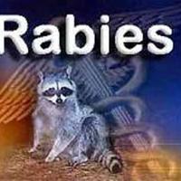 18 Confirmed Cases of Rabies in Worcester County | Archive | wboc.com