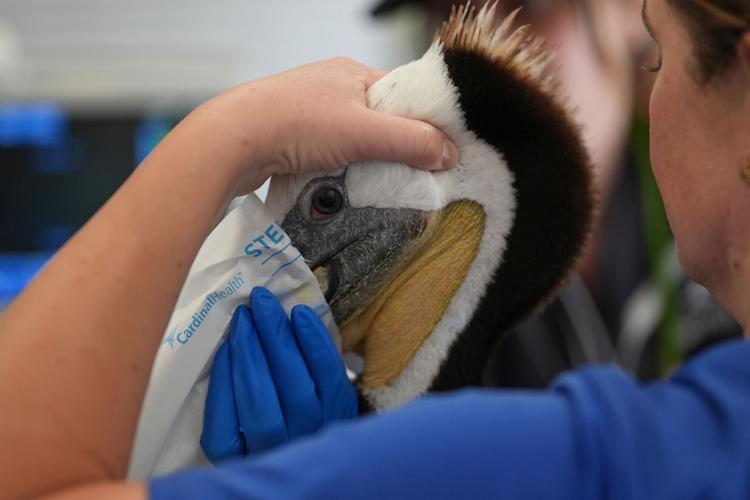 Climate Marine Heat Wave Dead Seabirds
