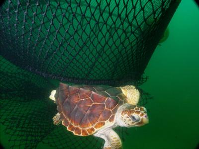 Loggerhead turtle