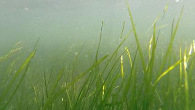 Bay Grasses
