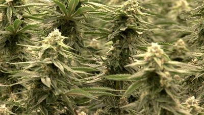 Marijuana Plant