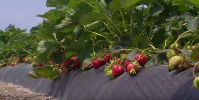 Honoring Delmarva Farmers   Hales Farm   YouTube