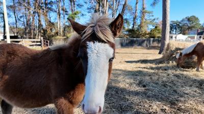 Chincoteague Pony